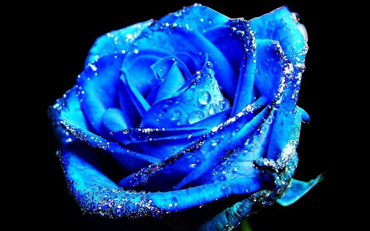 蓝色玫瑰 真实图片