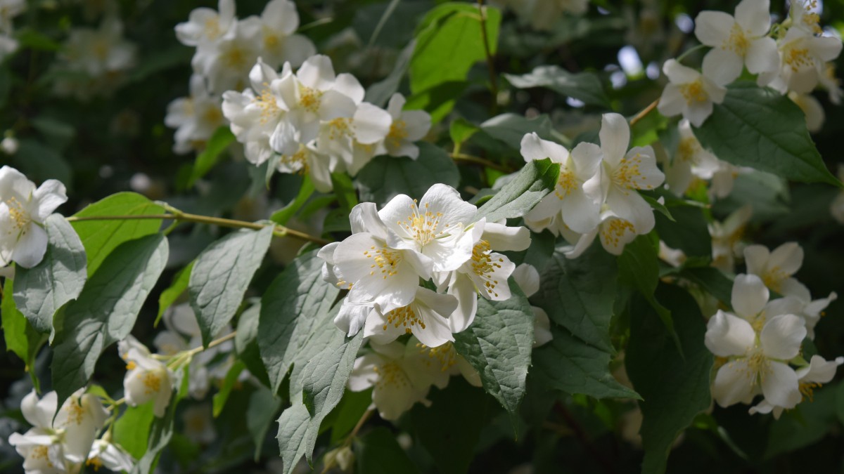 茉莉花圖片,茉莉花花語-花卉壁紙-高清花卉圖片-第7圖-娟娟壁紙