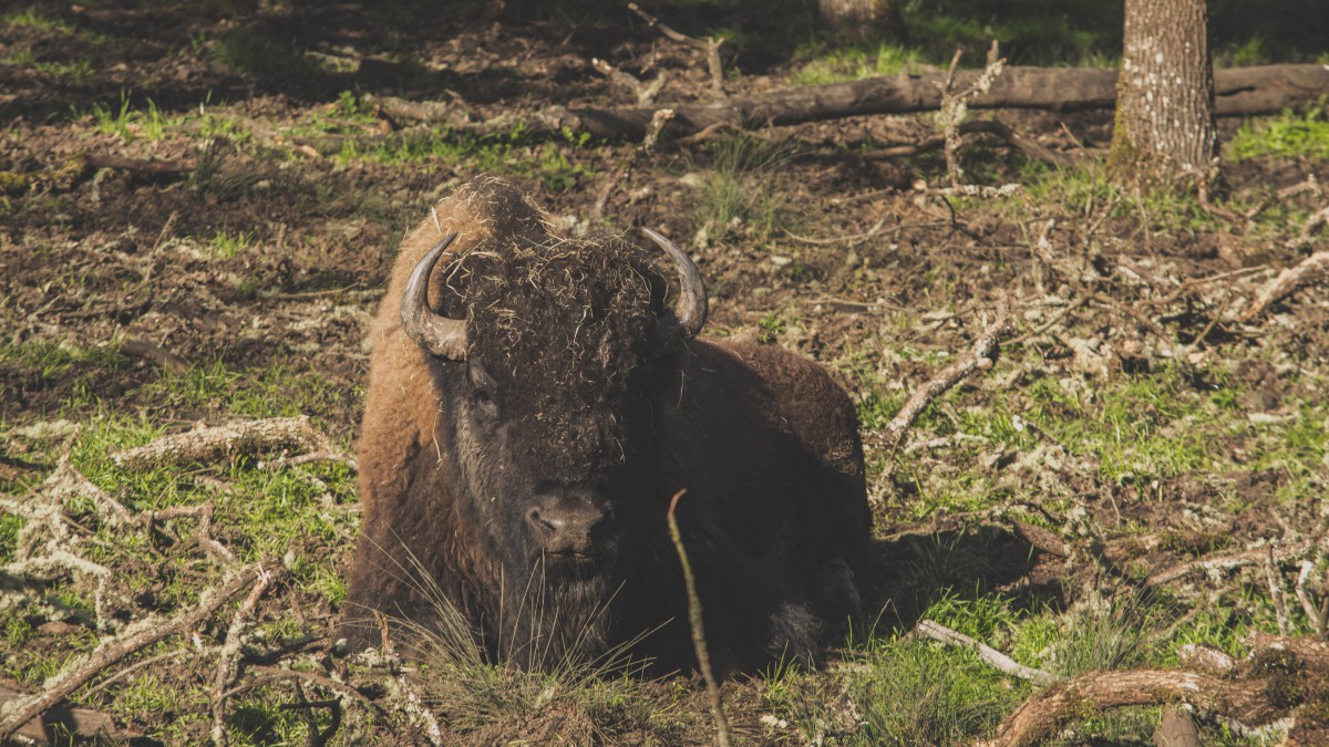 健壮的野牛图片-动物壁纸-高清动物图片-第4图-娟娟壁纸