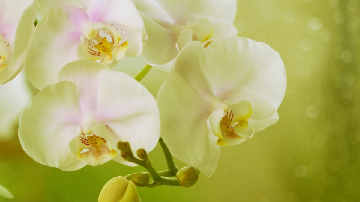 好看的蝴蝶兰图片(3/11)