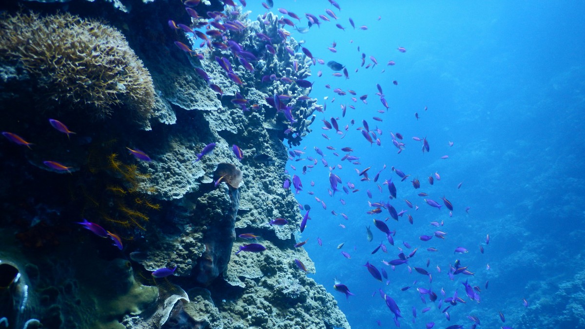 海洋魚群圖片-動物壁紙-高清動物圖片-第6圖-娟娟壁紙