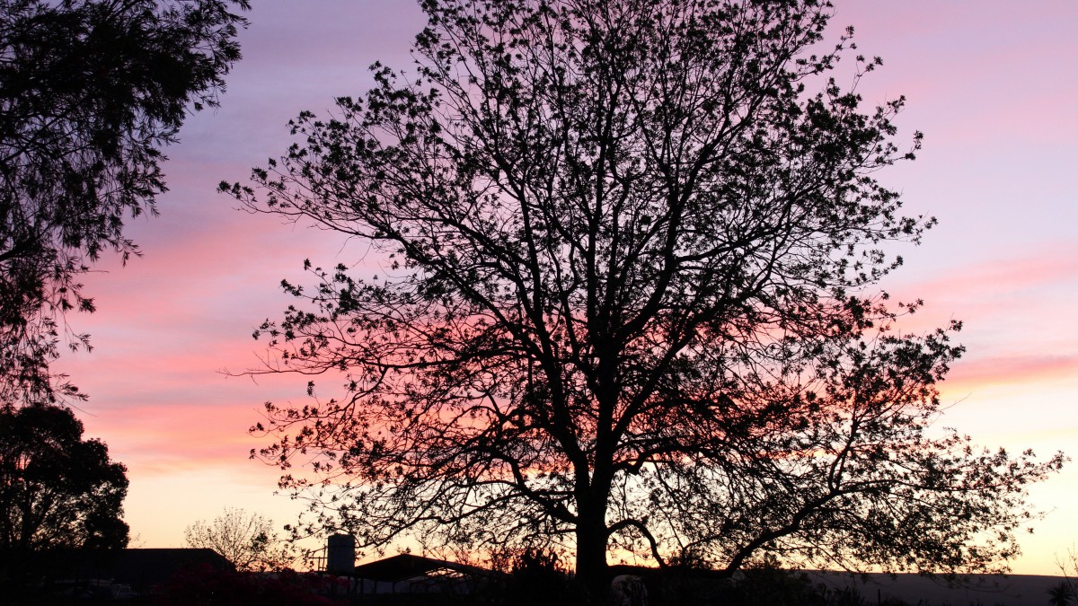 夕阳下的树木剪影图片814