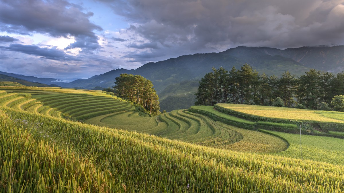 秋季梯田风景图片411