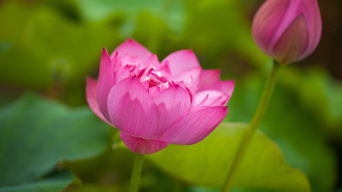 亭亭玉立的荷花图片-花卉壁纸-高清花卉图片-第2图-娟娟壁纸