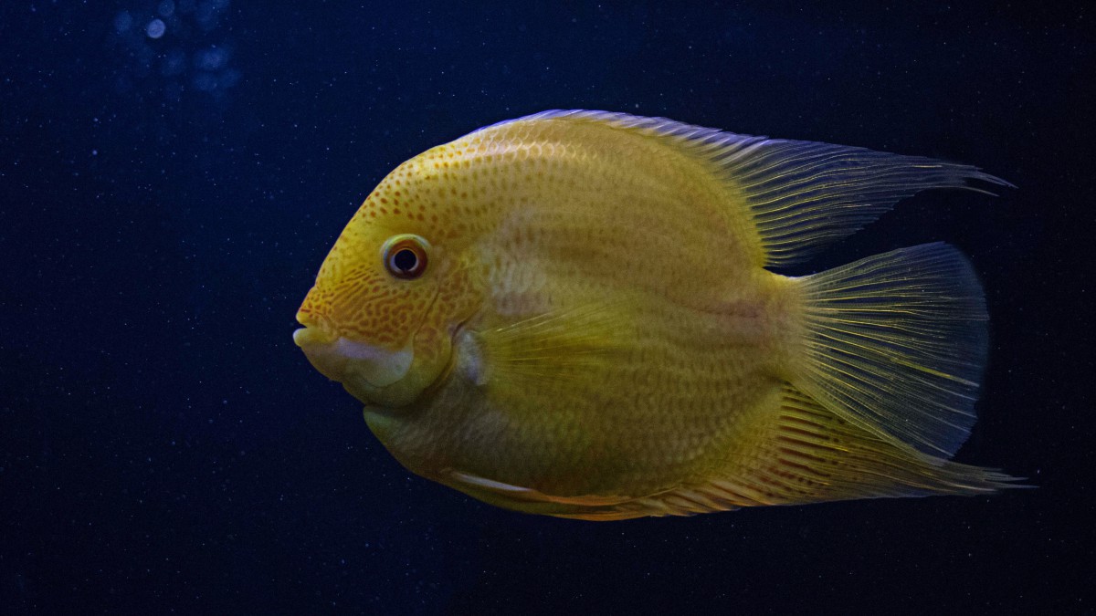 海魚圖片大全-動物壁紙-高清動物圖片-第4圖-娟娟壁紙