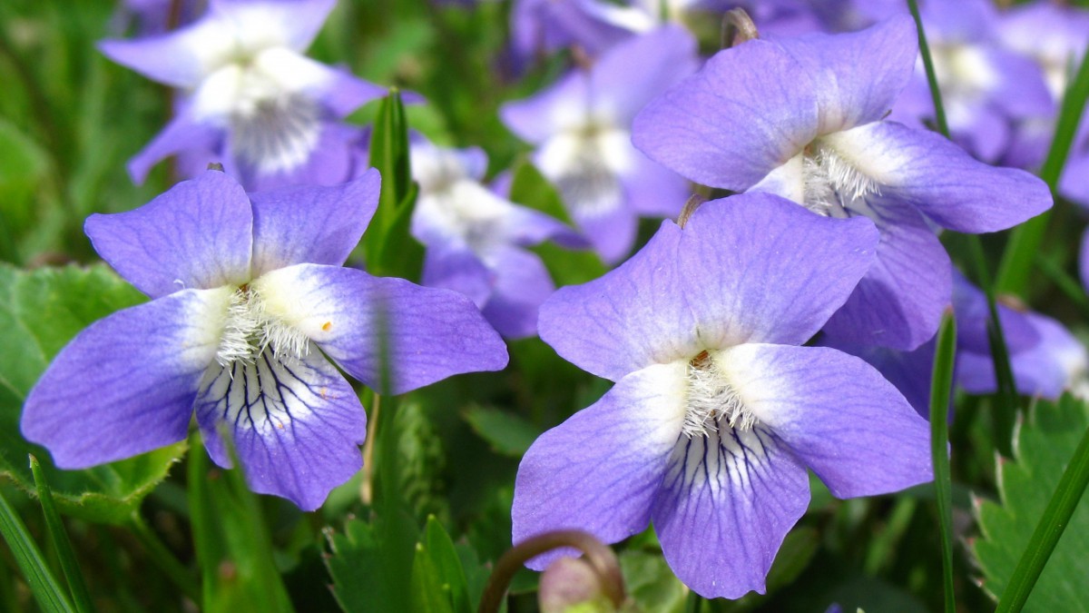 高清大图紫罗兰图片-花卉壁纸-高清花卉图片-第7图-娟娟壁纸