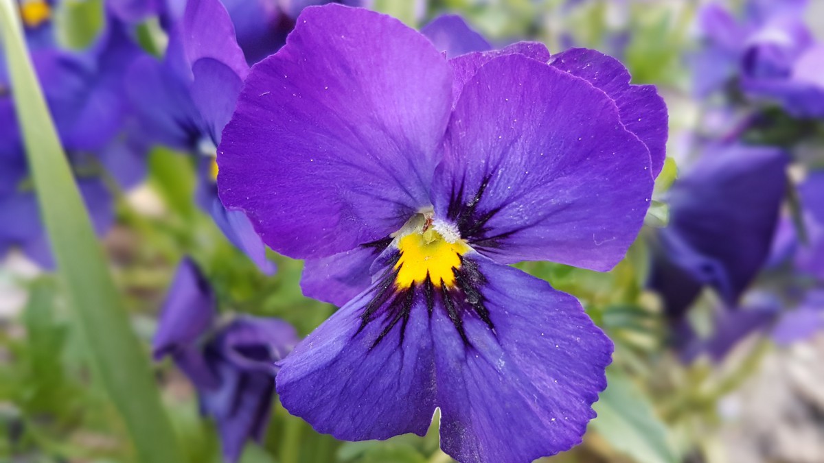 高清大图紫罗兰图片-花卉壁纸-高清花卉图片-第9图-娟娟壁纸