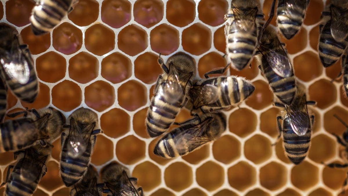 蜂巢里的蜜蜂图片310