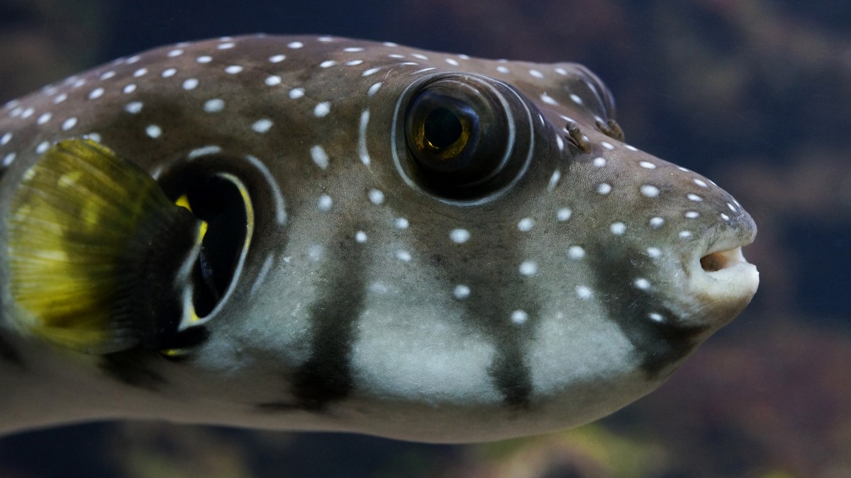 河豚图片-动物壁纸-高清动物图片-第7图-娟娟壁纸