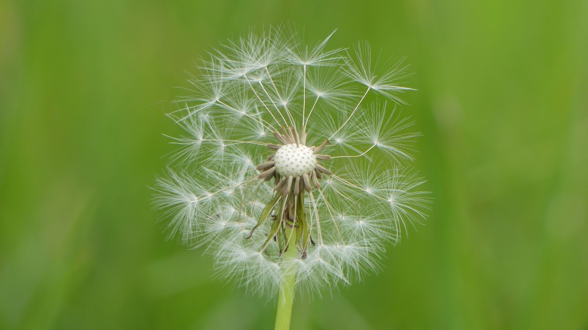 桌面壁纸 花卉 植物绿叶 > 蒲公英图片大全大图简介:蒲公英图片大全