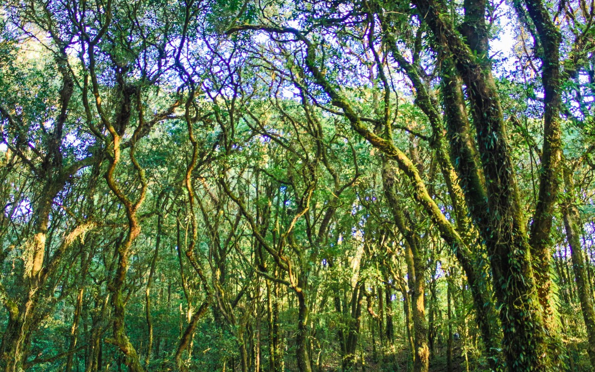 热带雨林植物图片-风景壁纸-高清风景图片-第11图-娟娟壁纸