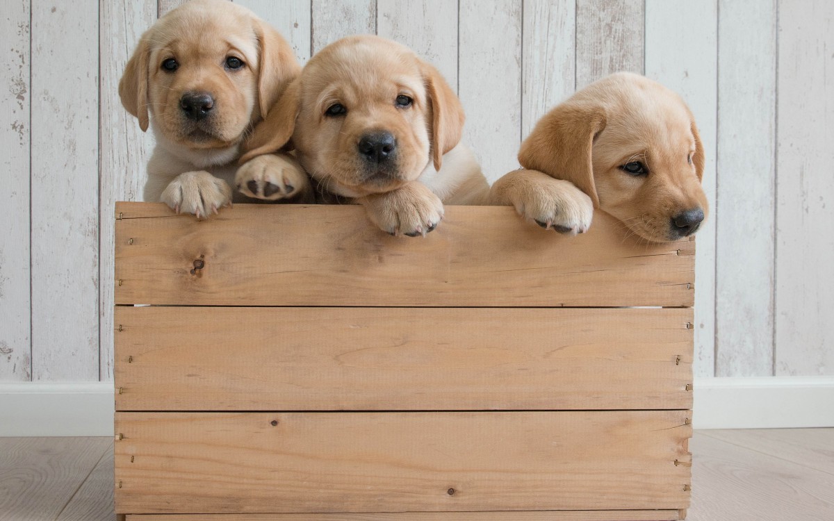 金毛尋回犬幼犬圖片-動物壁紙-高清動物圖片-第4圖-娟娟壁紙