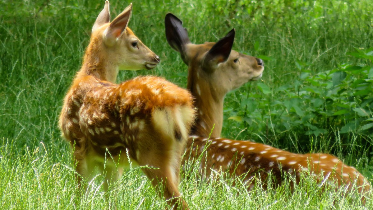 梅花鹿圖片-動物壁紙-高清動物圖片-第9圖-娟娟壁紙