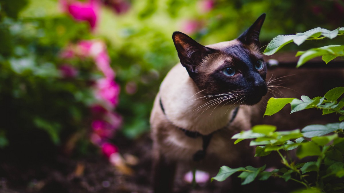 好奇的暹羅貓圖片-動物壁紙-高清動物圖片-第4圖-娟娟壁紙