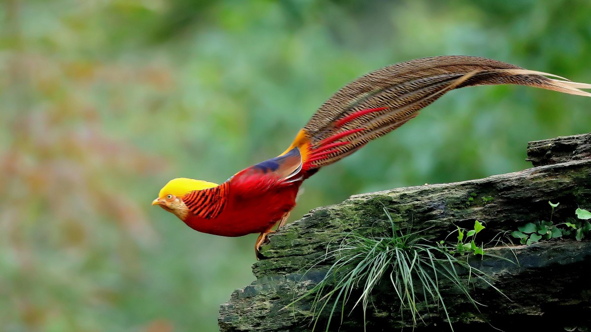 野外红腹锦鸡图片-动物壁纸-高清动物图片-第8图-娟娟壁纸