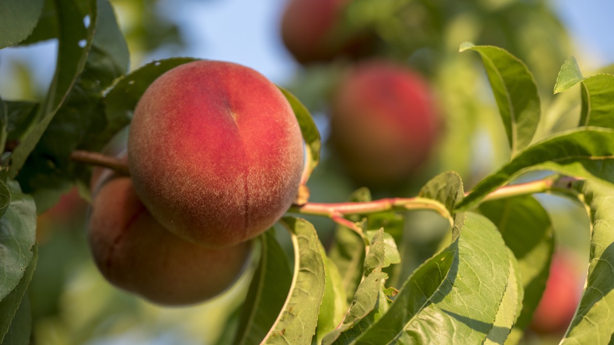 香甜多汁的桃子图片-花卉壁纸-高清花卉图片-第4图-娟娟壁纸