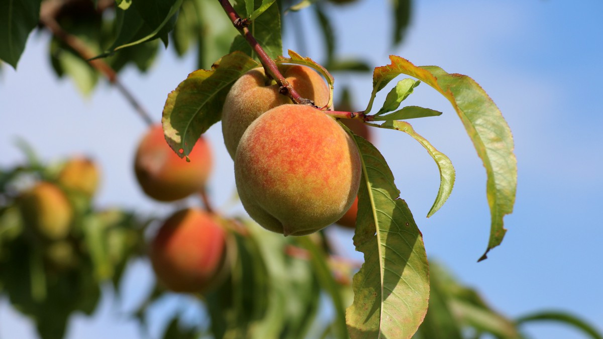 香甜多汁的桃子图片-花卉壁纸-高清花卉图片-第6图-娟娟壁纸