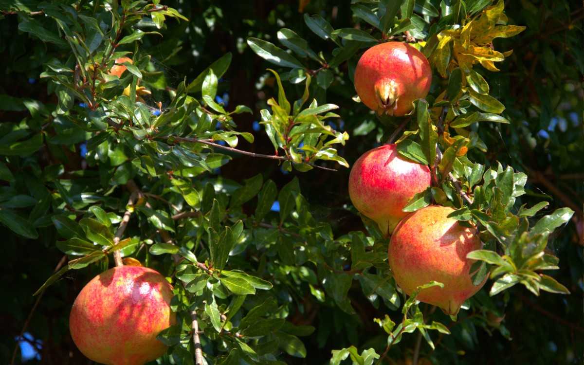 石榴树上的石榴图片-花卉壁纸-高清花卉图片-第10图-娟娟壁纸