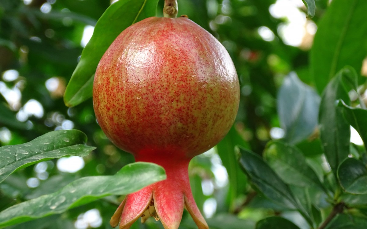 石榴树上的石榴图片-花卉壁纸-高清花卉图片-第5图-娟娟壁纸