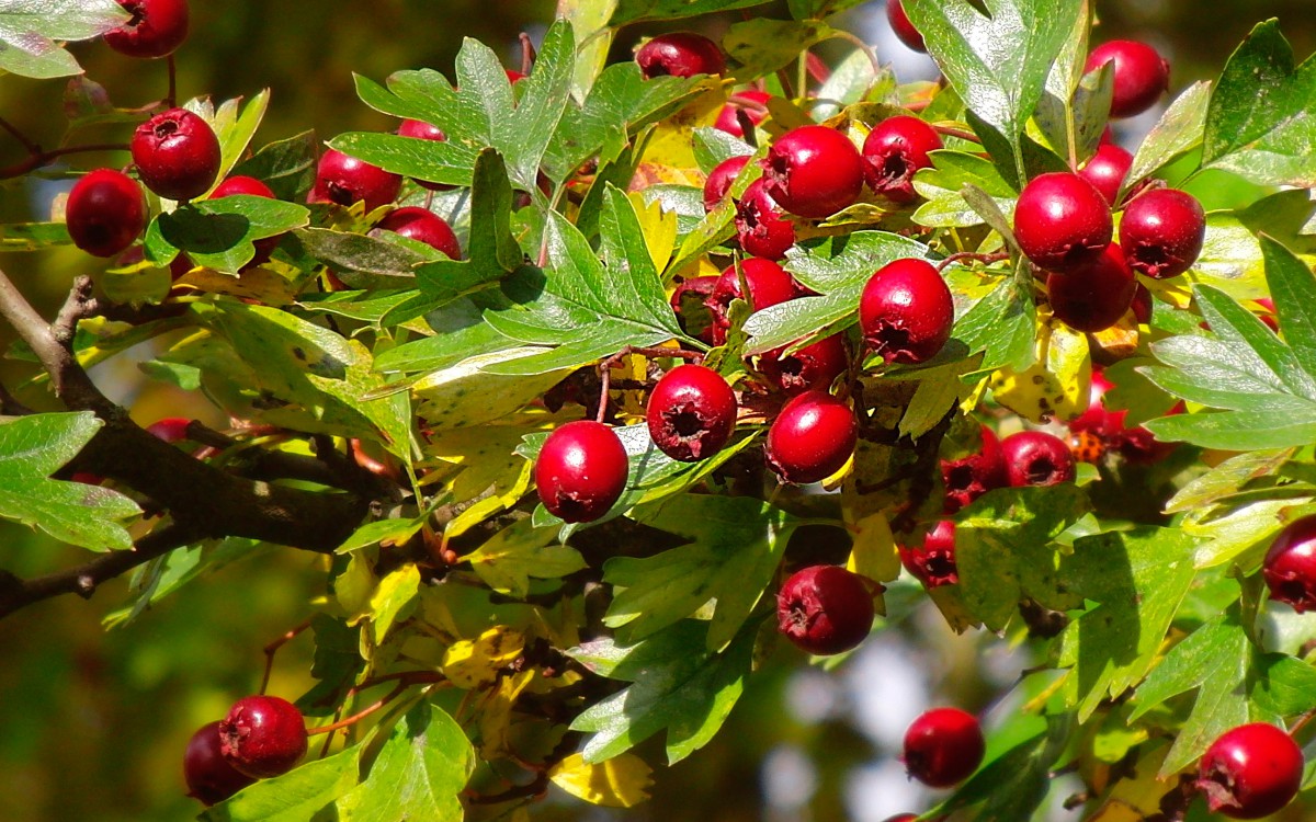 开胃健脾的山楂图片-花卉壁纸-高清花卉图片-第4图-娟娟壁纸