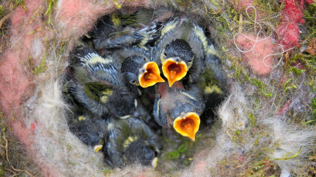 幼鸟出巢图片