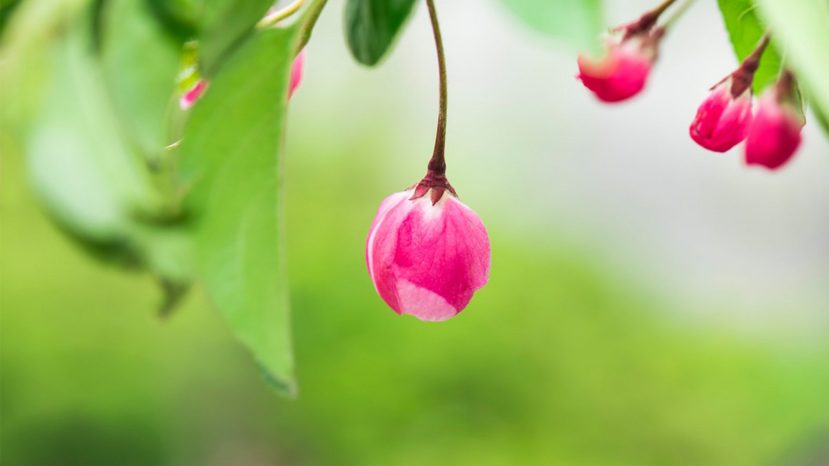 清闲淡雅的花朵图片(4/8)