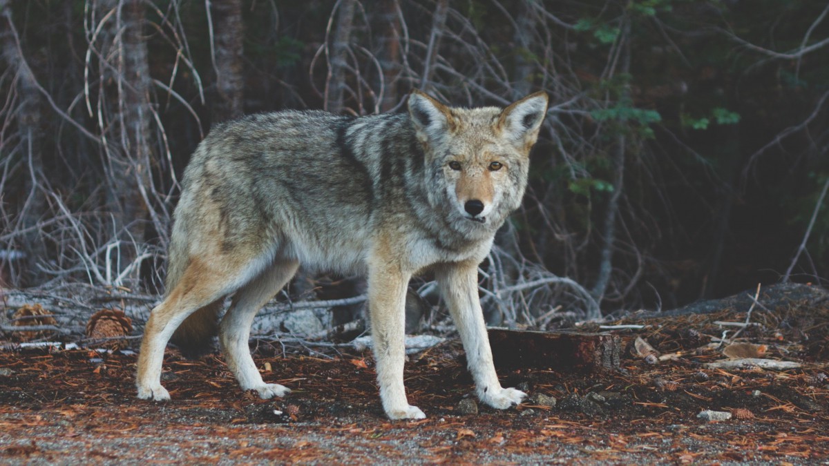 野狼图片-动物壁纸-高清动物图片-第4图-娟娟壁纸