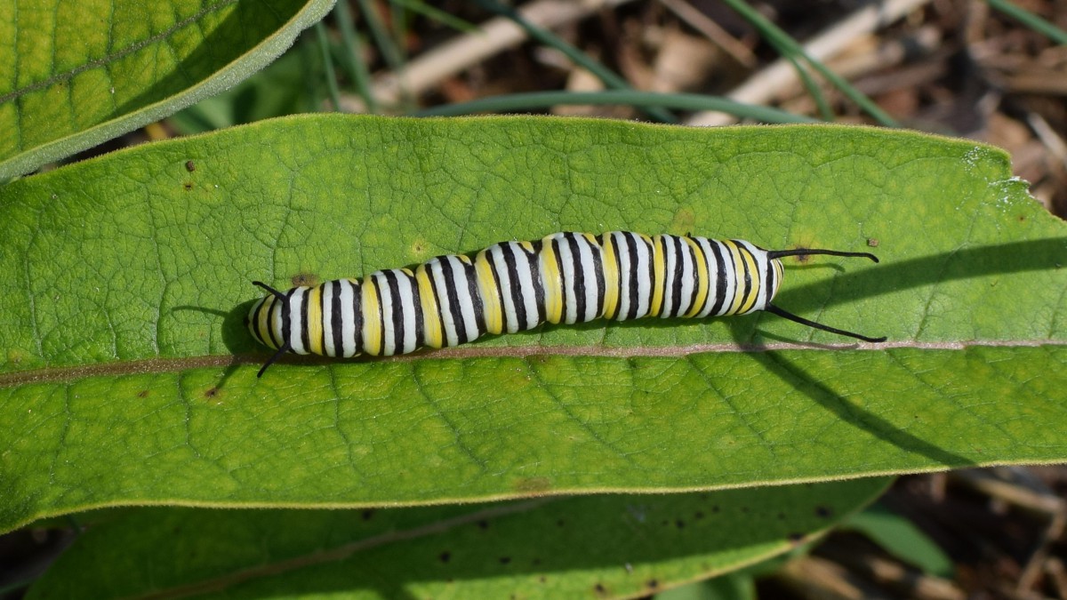 树叶上的毛毛虫图片(10/11)