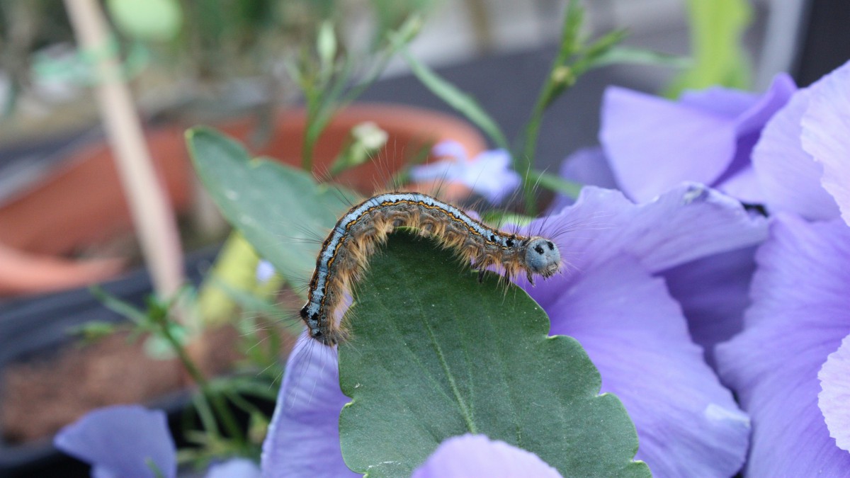 树叶上的毛毛虫图片(7/11)