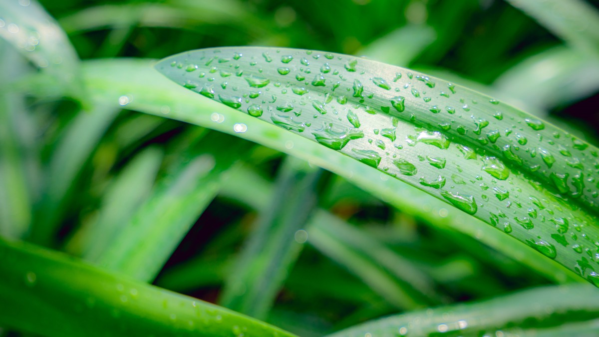 绿色叶子护眼壁纸(10/10)