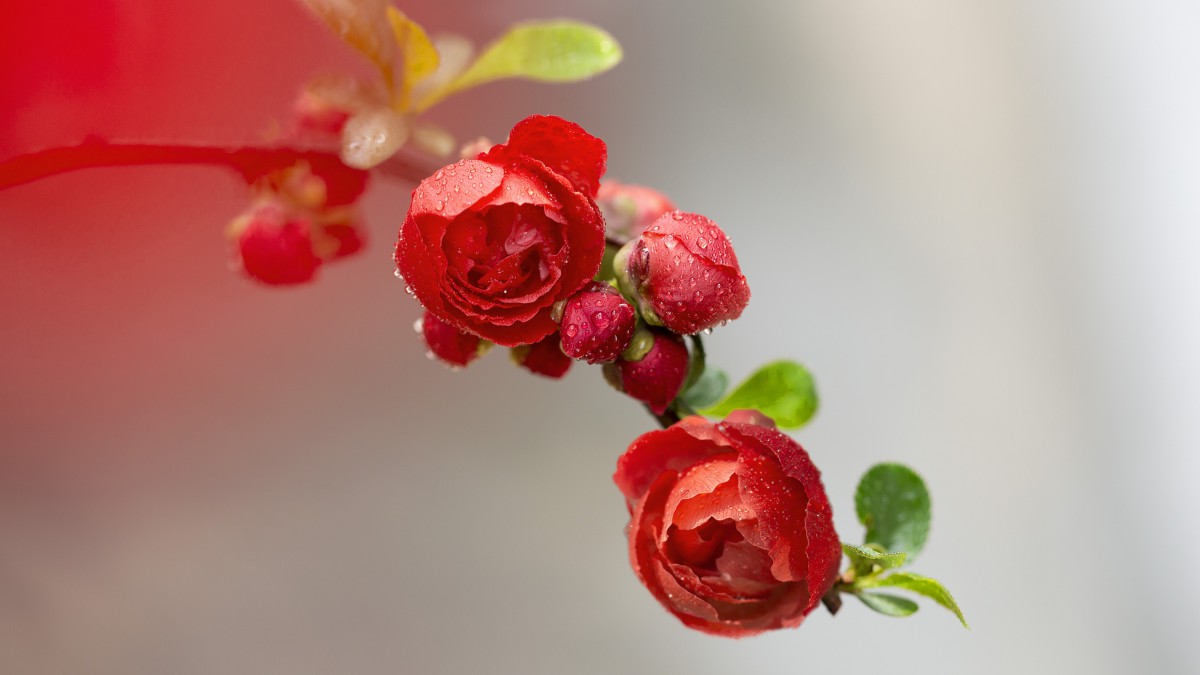 高清海棠花图片-花卉壁纸-高清花卉图片-第3图-娟娟壁纸