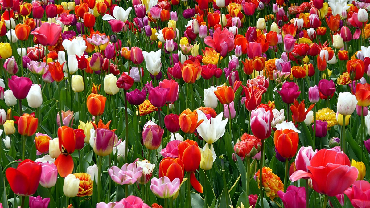 名花郁金香图片-花卉壁纸-高清花卉图片-第5图-娟娟壁纸