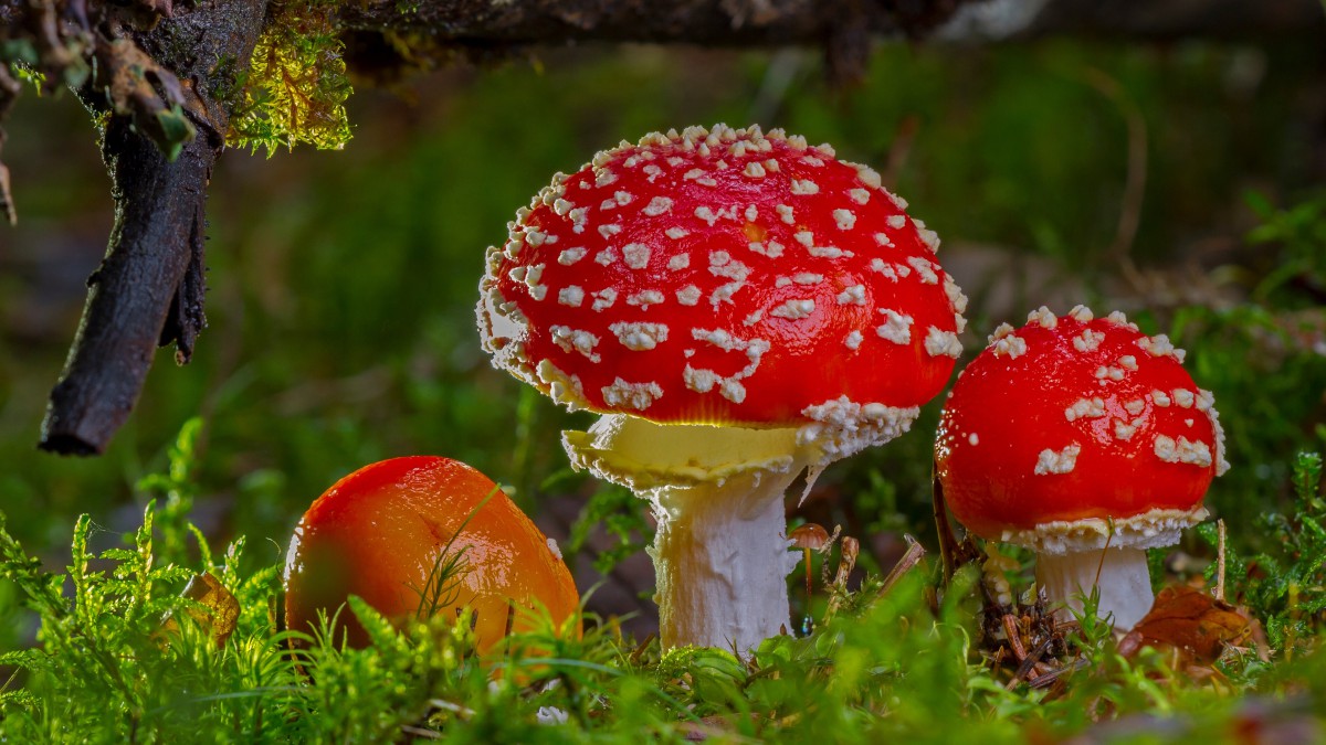 毒蝇伞毒蘑菇图片111