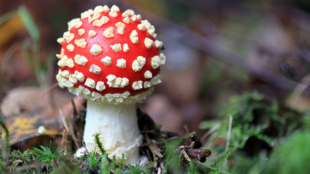 毒蝇伞毒蘑菇图片1011