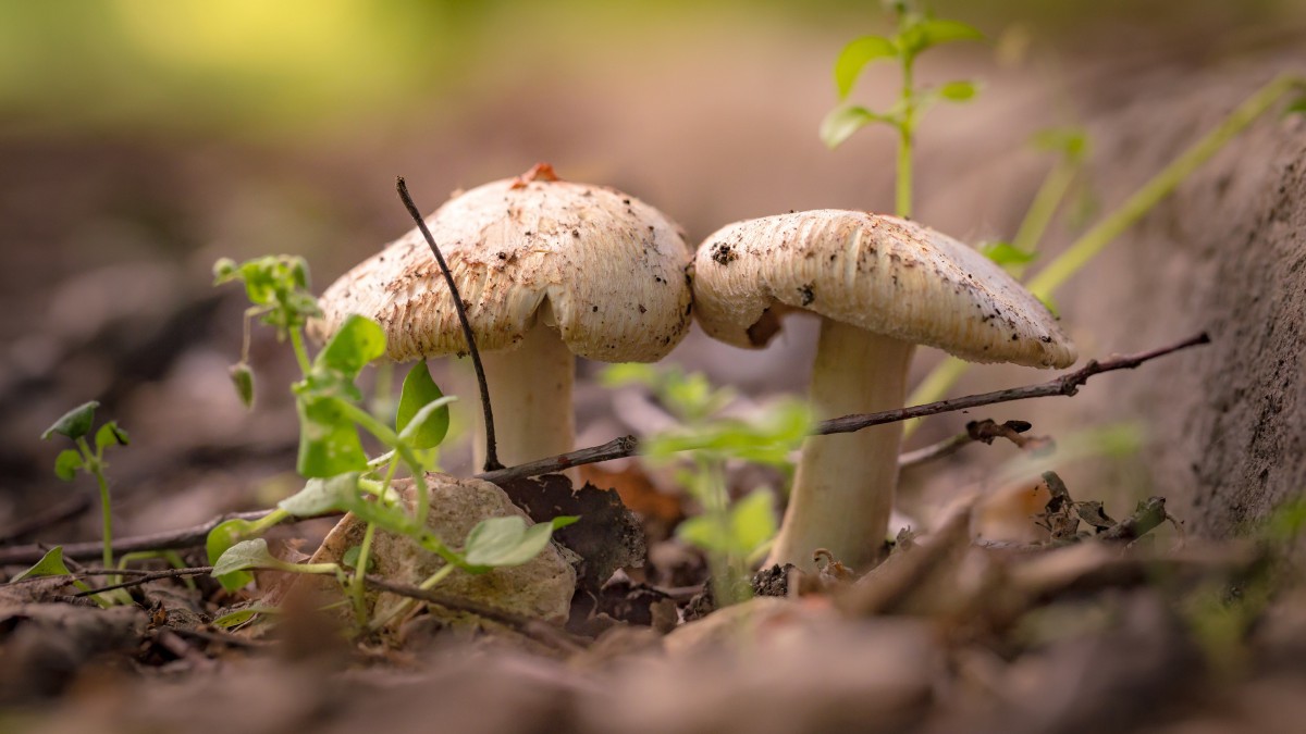高清野生蘑菇图片(2/9)