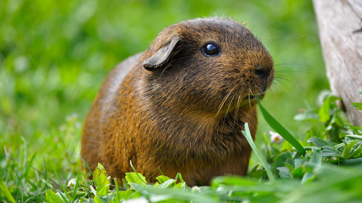 可愛的倉鼠圖片-動物壁紙-高清動物圖片-第8圖-娟娟壁紙