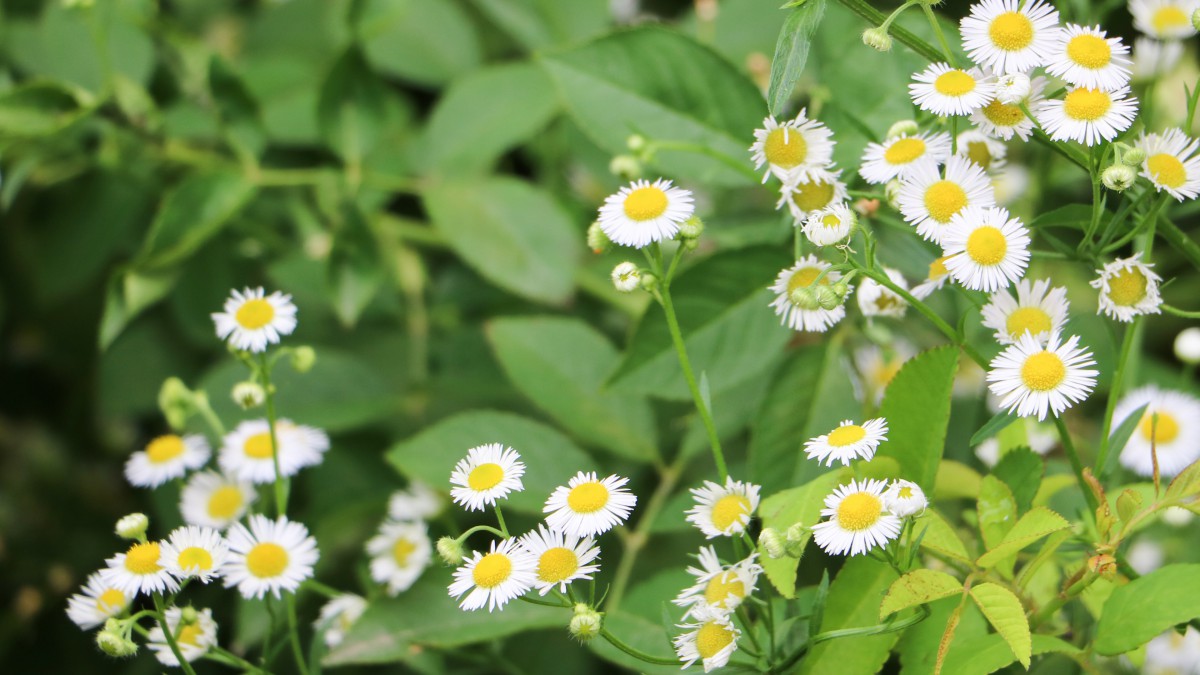 高清小雏菊图片-花卉壁纸-高清花卉图片-第4图-娟娟壁纸