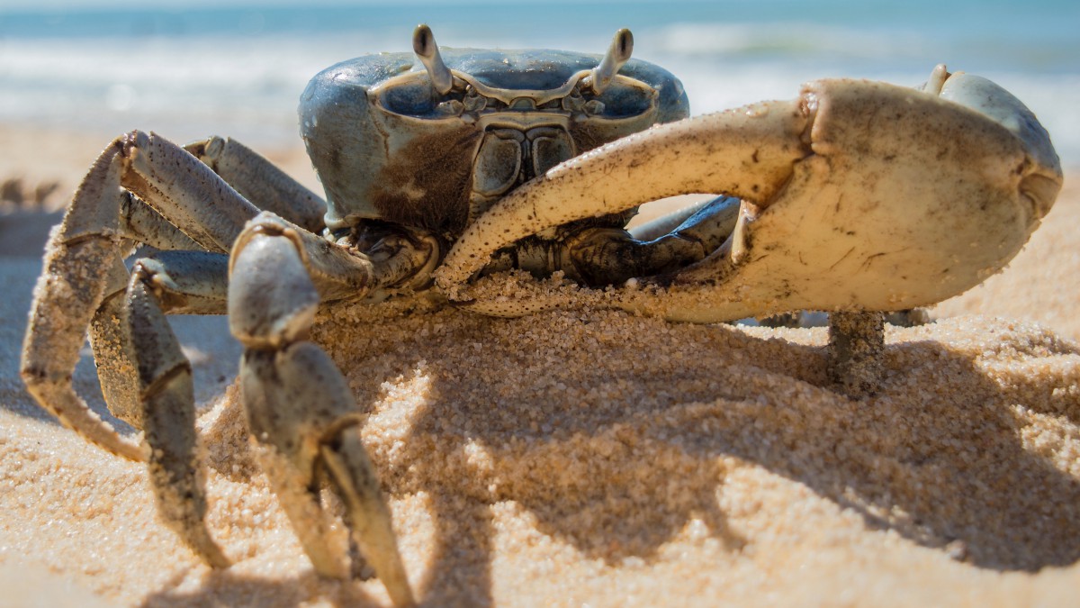海边的沙蟹图片510