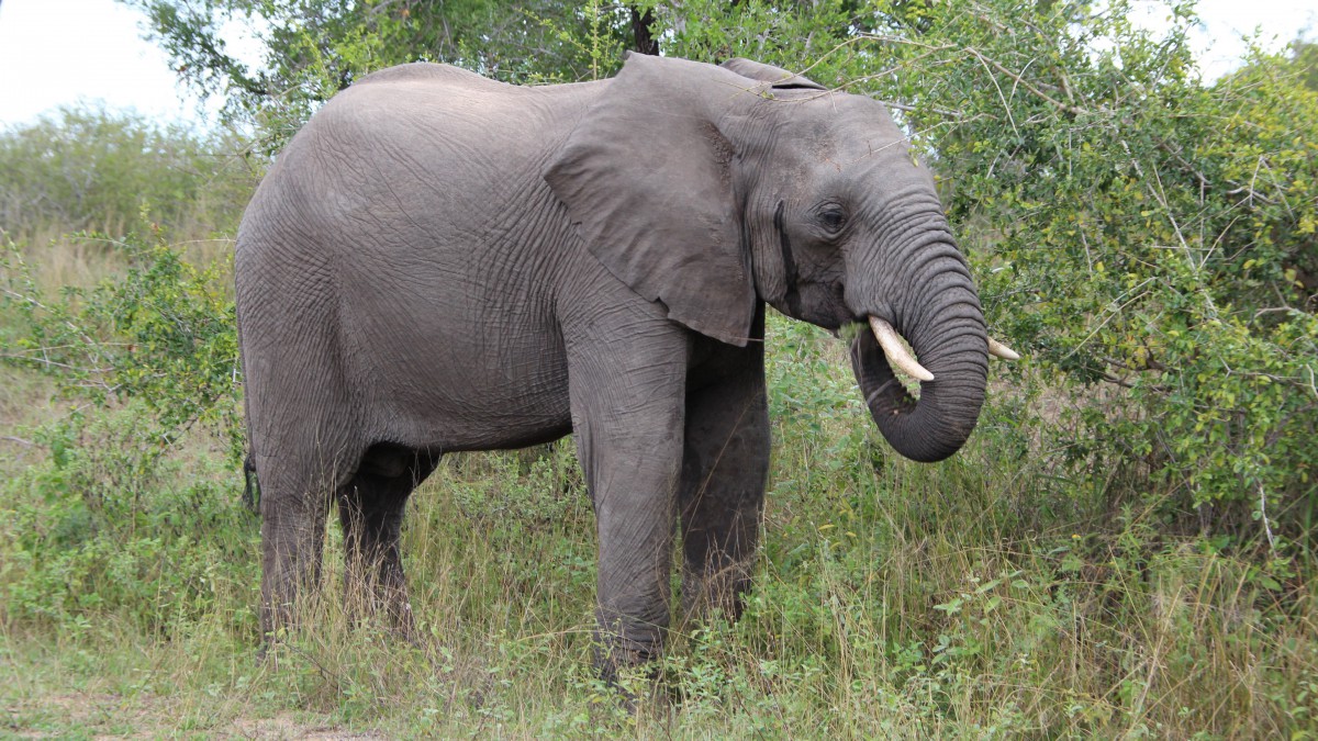 野生大象图片1212