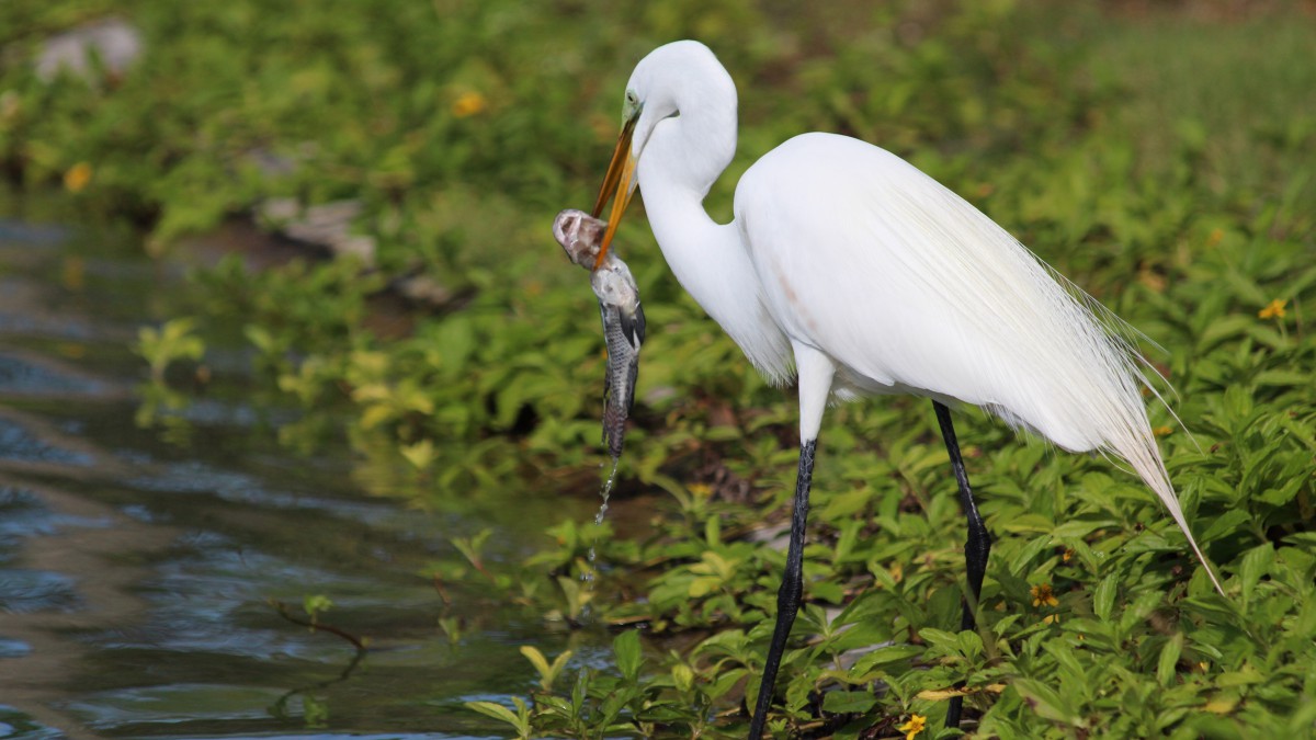 国家二级保护动物白鹭图片49