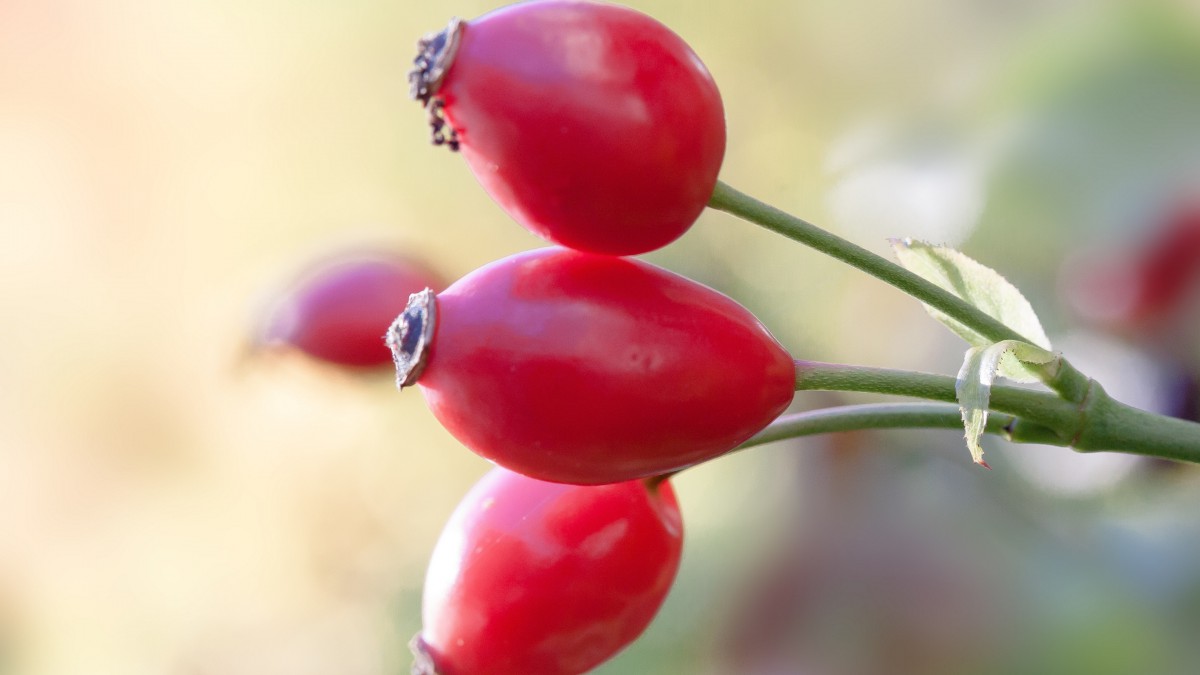 野玫瑰果图片58