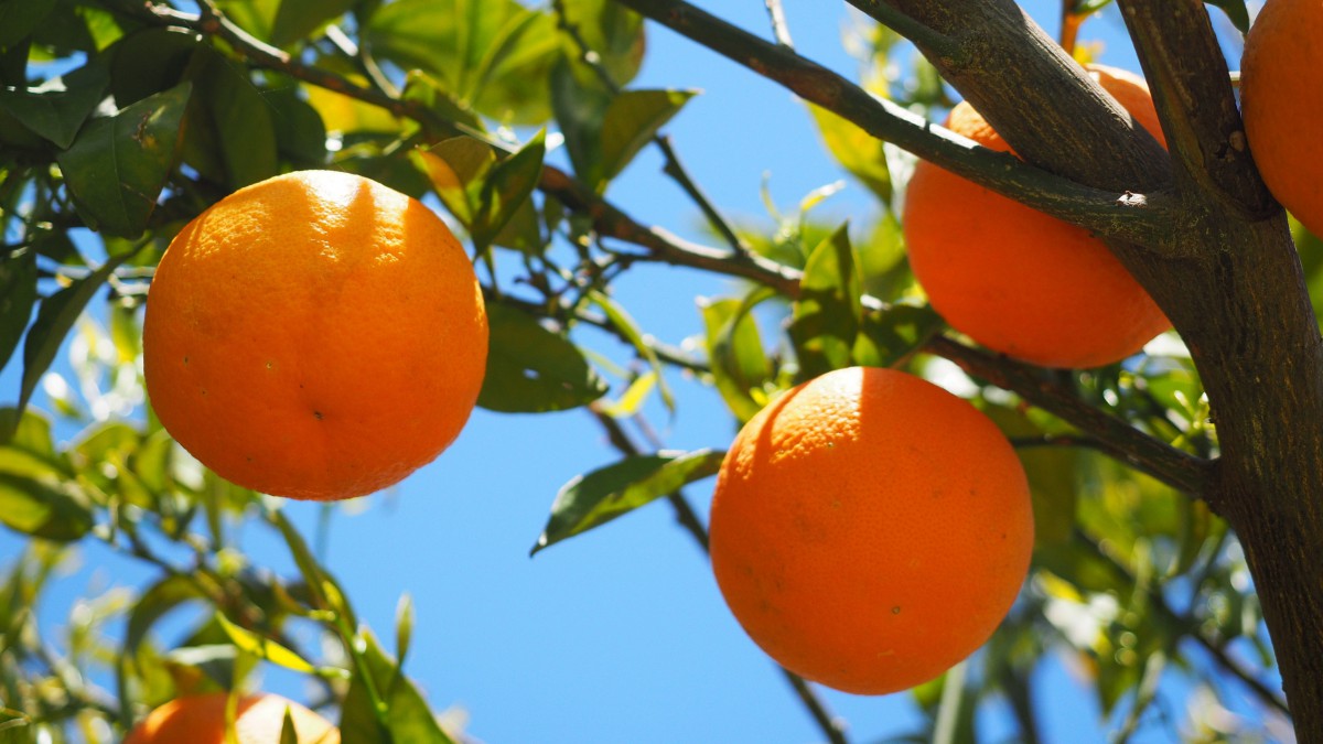 橙子长在树上还是地上图片