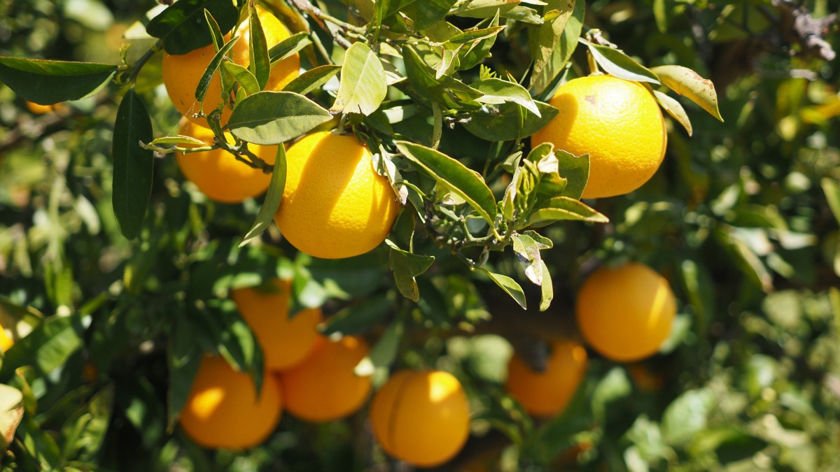 树上等待采摘的橙子图片-花卉壁纸-高清花卉图片-第7图-娟娟壁纸