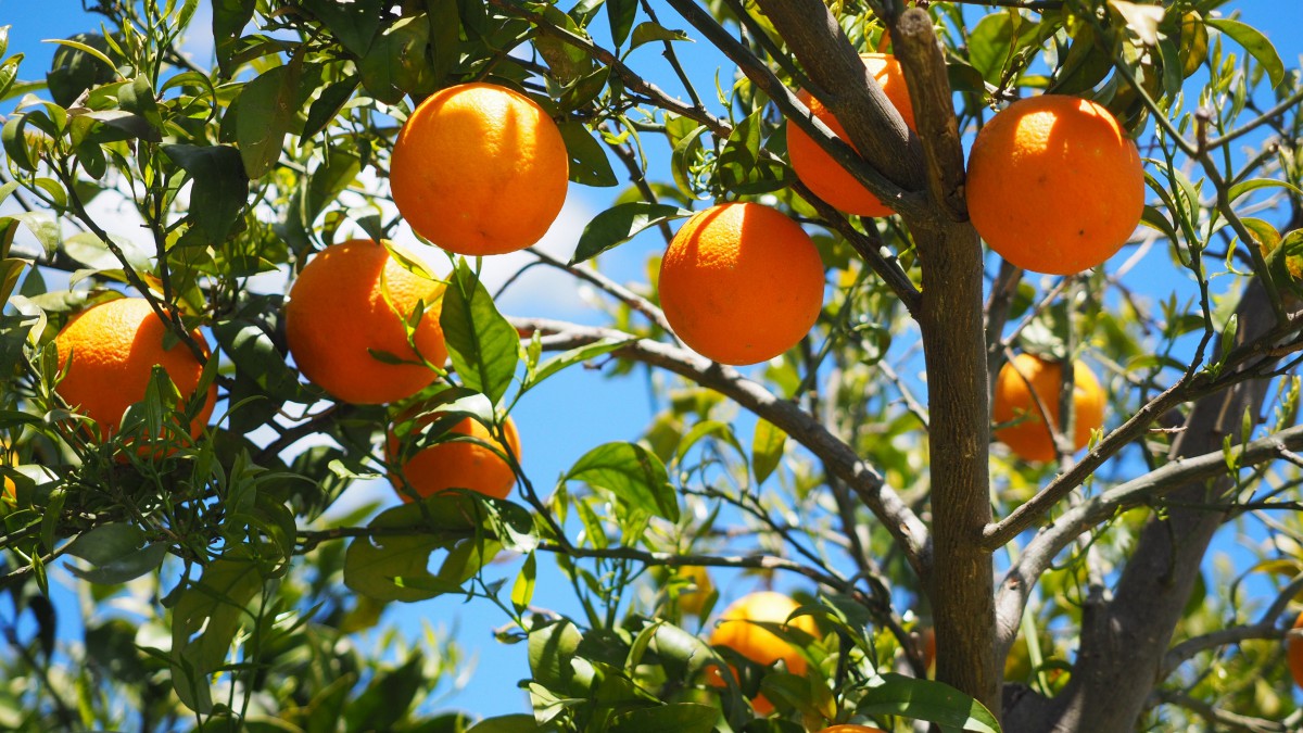 橙子长在树上还是地上图片