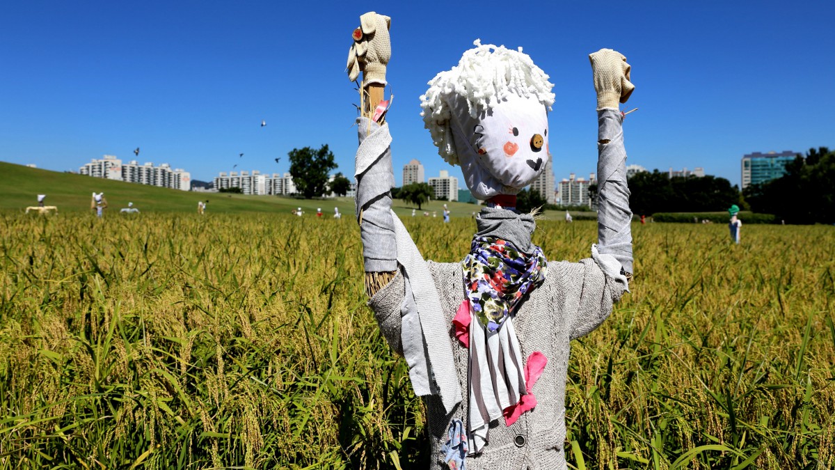 田野里的稻草人图片911