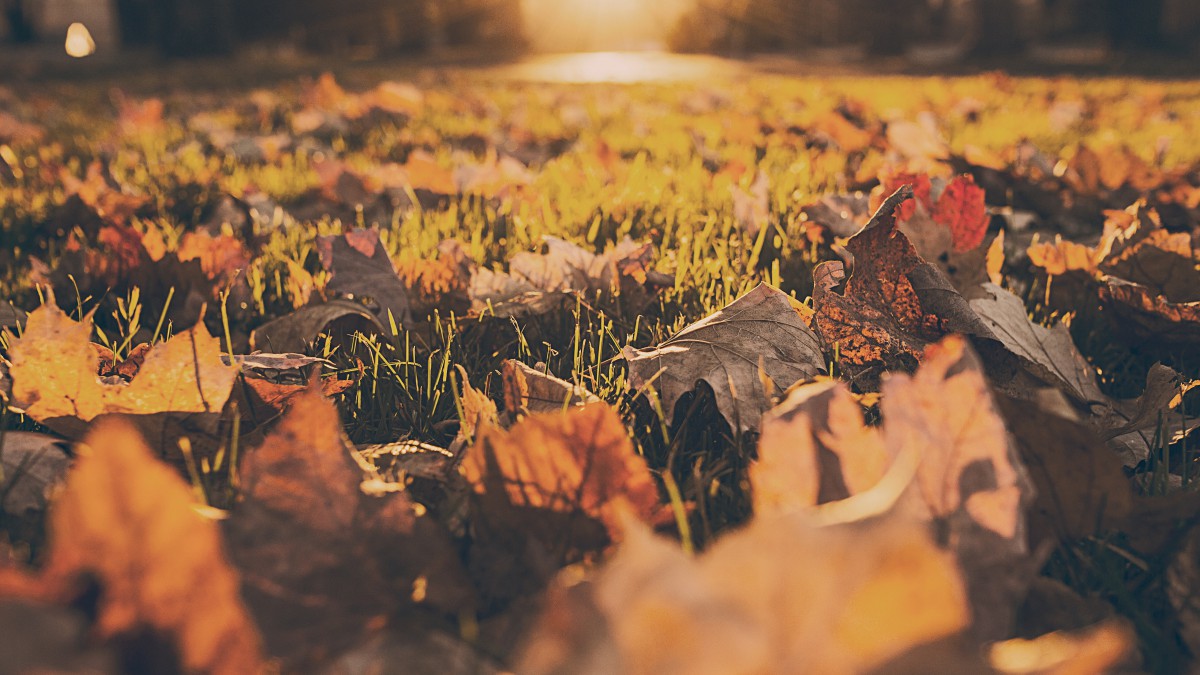 唯美秋季满地落叶图片(2/6)