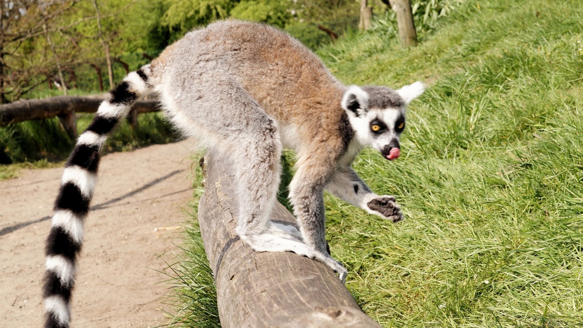 环尾狐猴图片58