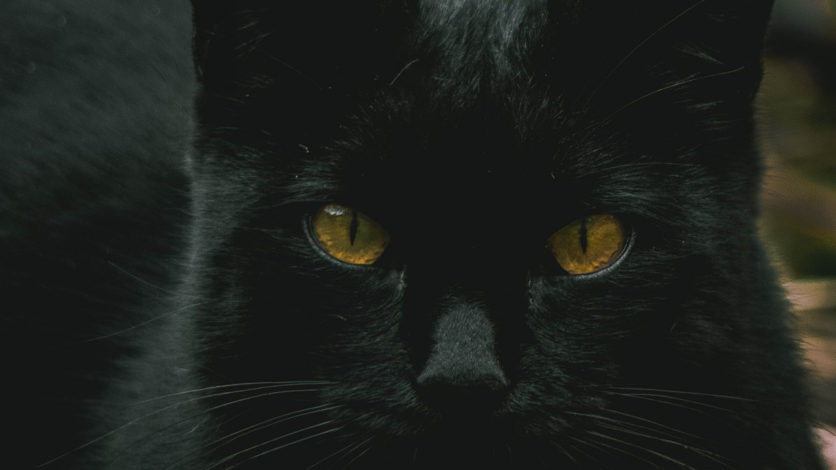 抖音黑猫睁眼壁纸图片