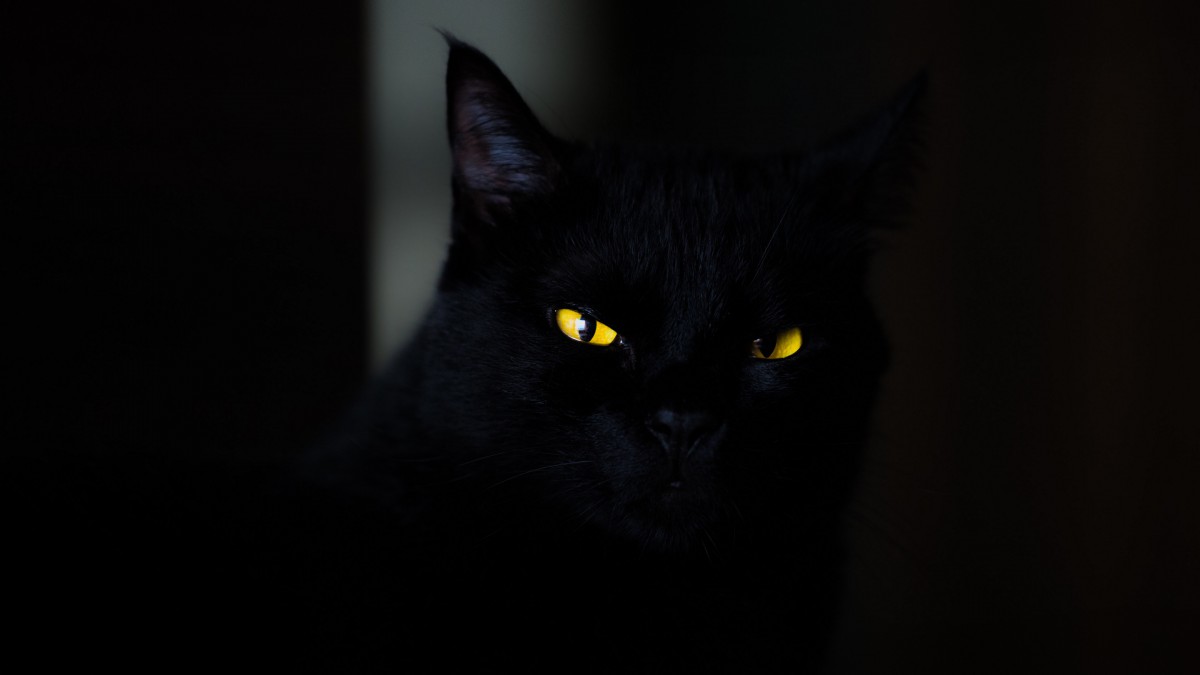 黑猫眼睛壁纸蓝眼睛图片