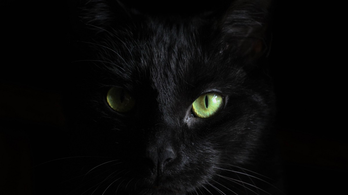 抖音黑猫睁眼壁纸图片